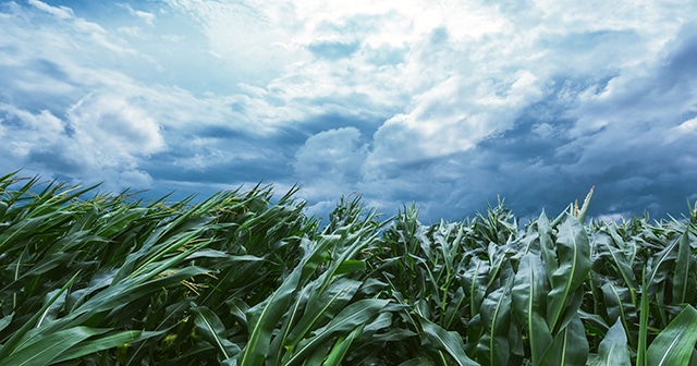 corn field