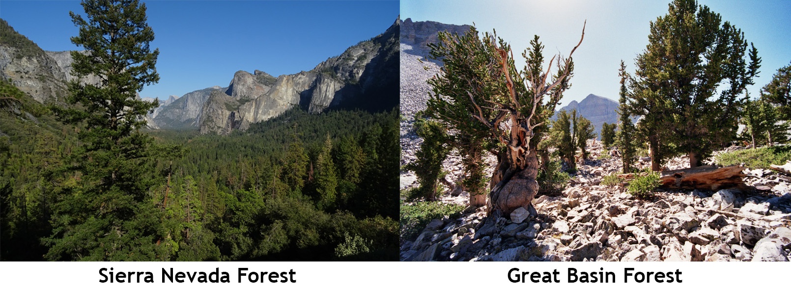 california sierra nevada and great basin forests