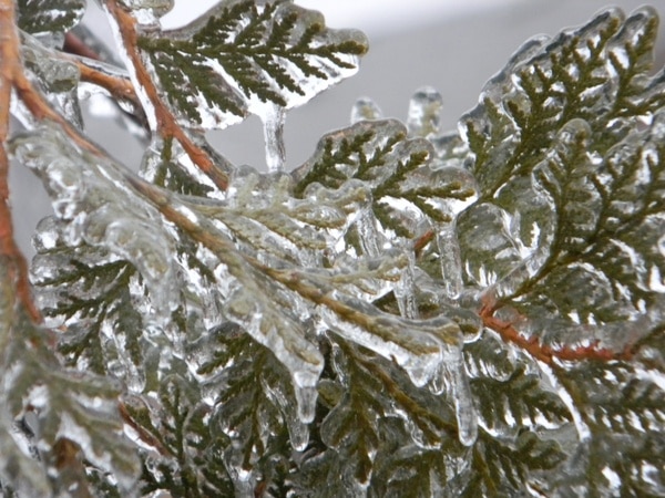 frozen rain on pine branch