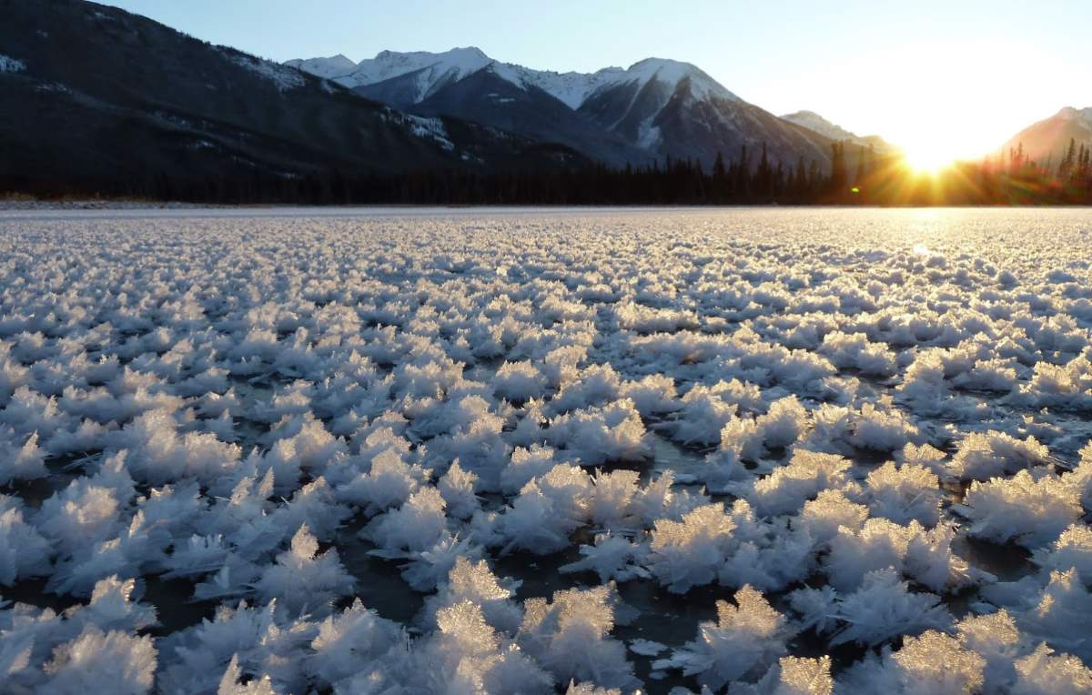 frost flower sea ice