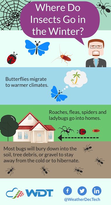 insects in winter infographic 1-19-18