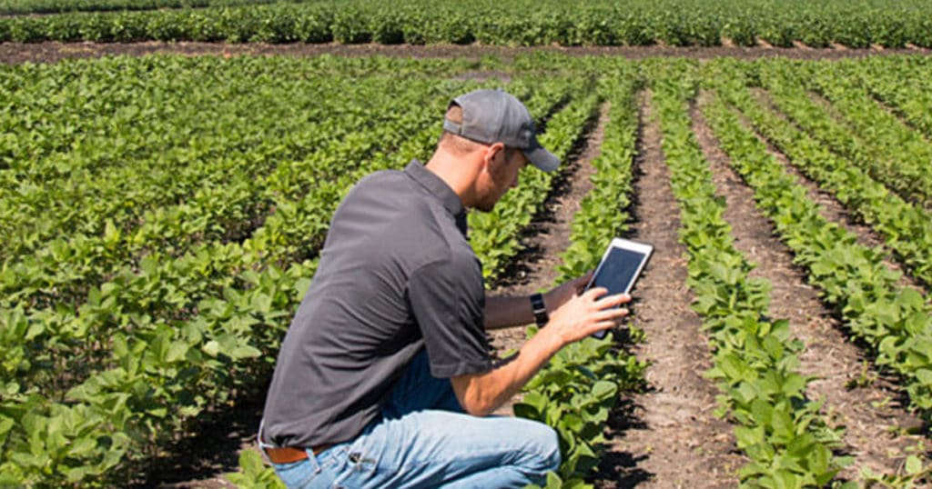 agronomist in soybean field with tablet