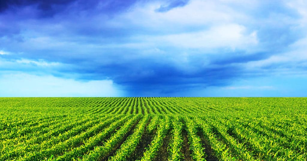 crop rows with a storm on the horizon