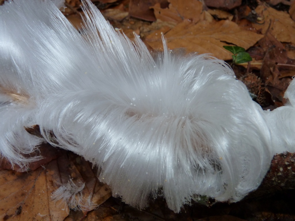 hair ice fall leaves