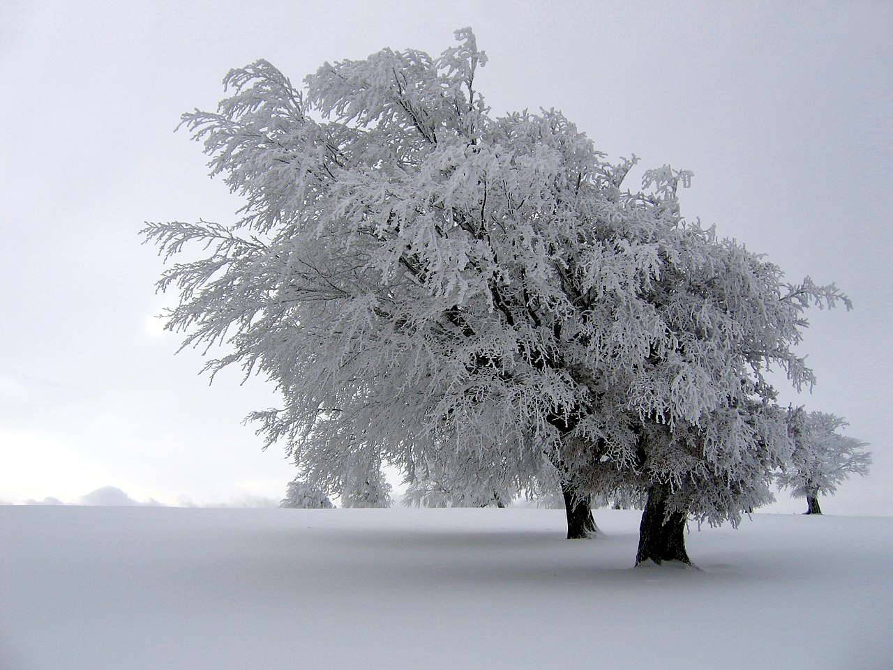 hard rime whole tree