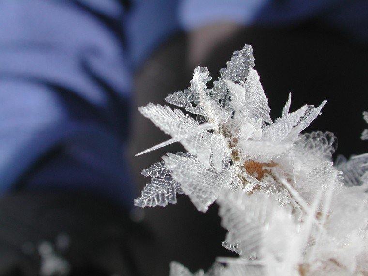 hoar frost branch close