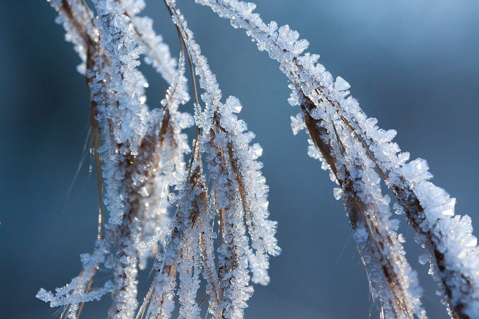 hoar frost on branch