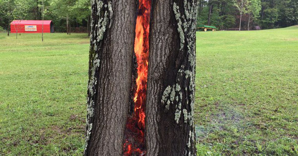 lightning tree on fire