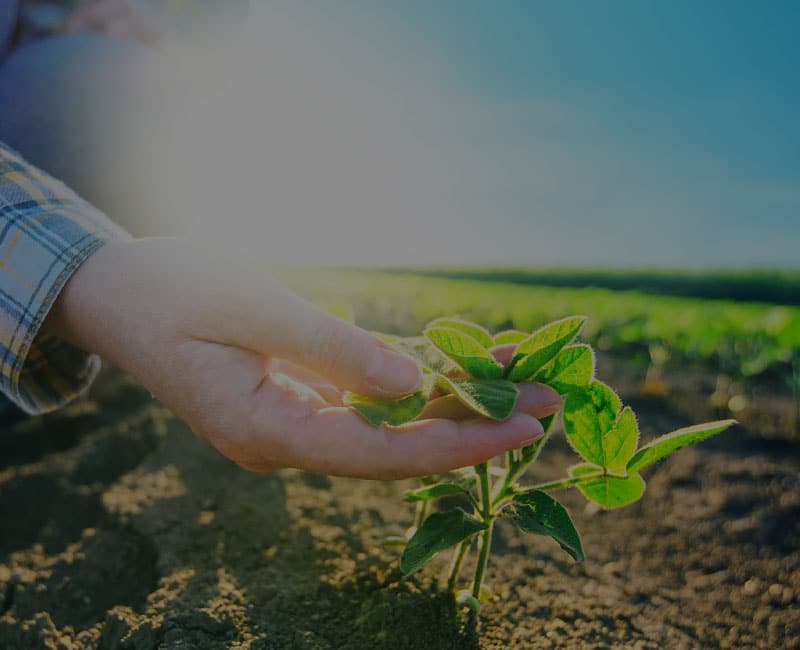 sunny day hand examining soybean stalk