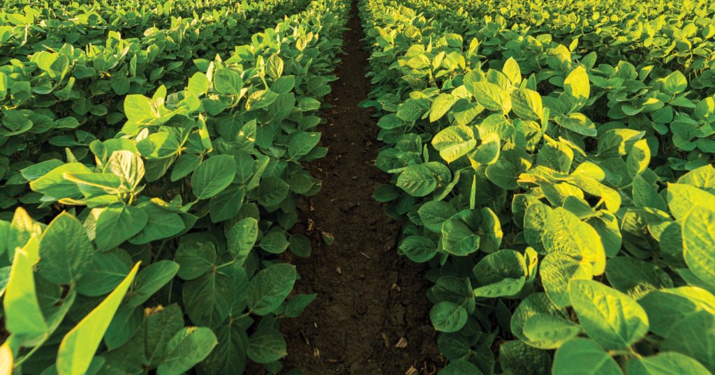 soybean rows to horizon fertile soil