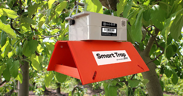 orange dtn smart trap in trees