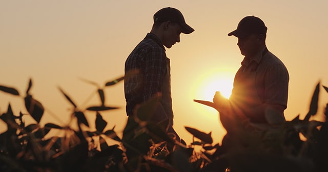 Farmers in field with tablet at sunset