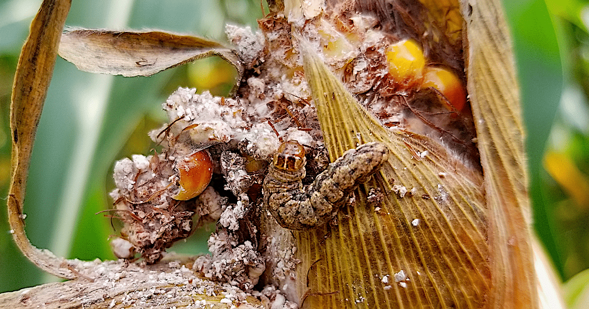 Close up of a cutworm