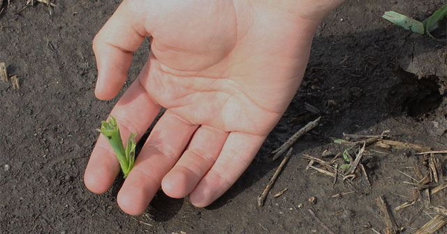 insect insider chewed up corn