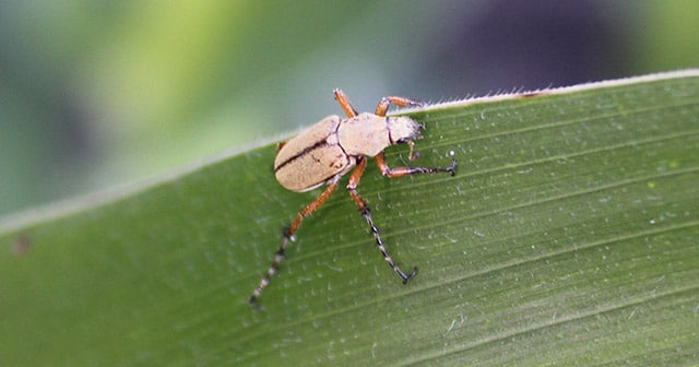 Rose Chafer