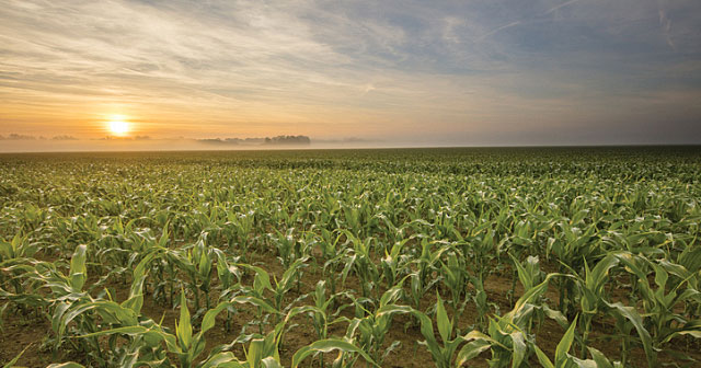 young corn field in morning sunrise