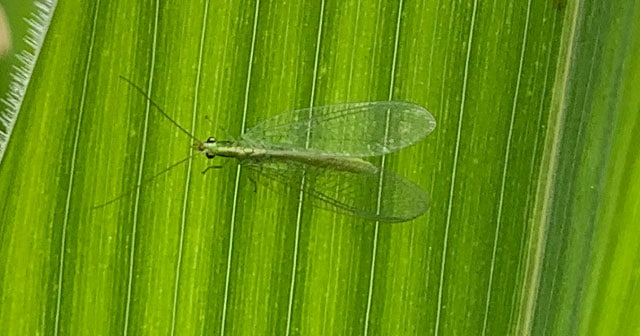 lacewing close-up on green leaf