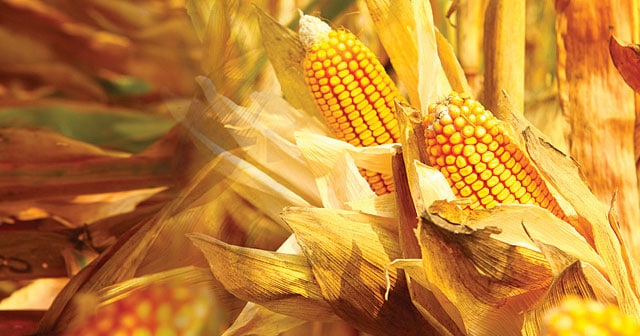 golden ripe corn close-up autumn