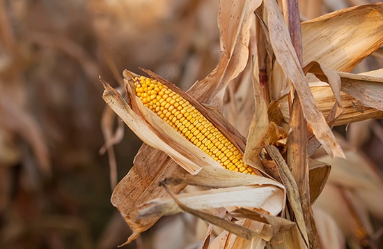 Ear of Corn in Field