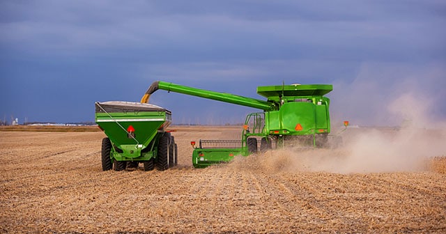 corn being harvested in field