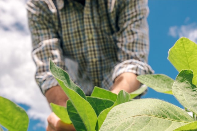 Soybean Yield