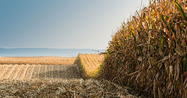 news insights harvest ready corn field