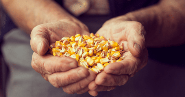 hands cupping corn kernals