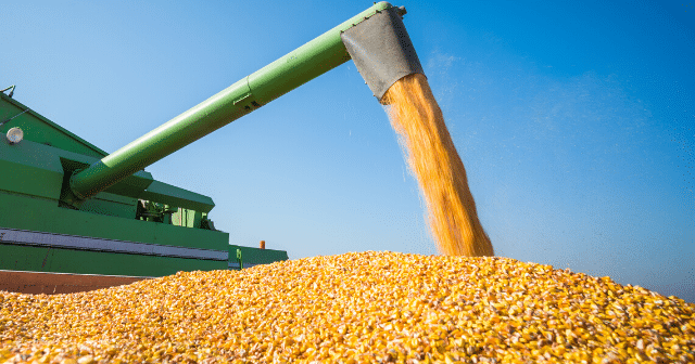 Corn-Commodity-Markets