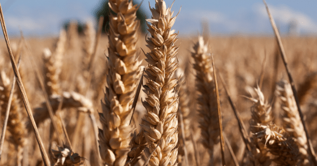 wheat-market-strategies