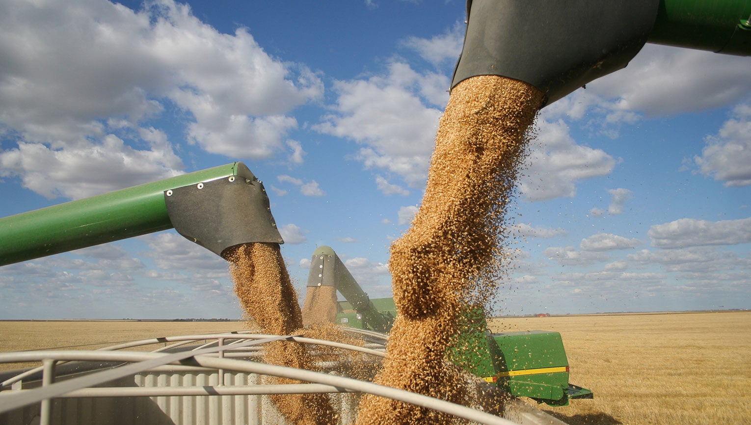 combines pouring grain into hopper