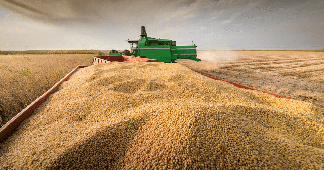 grain-bid-soybeans