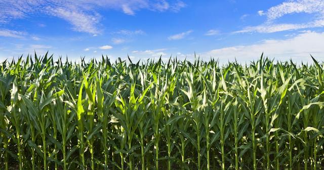 corn crop