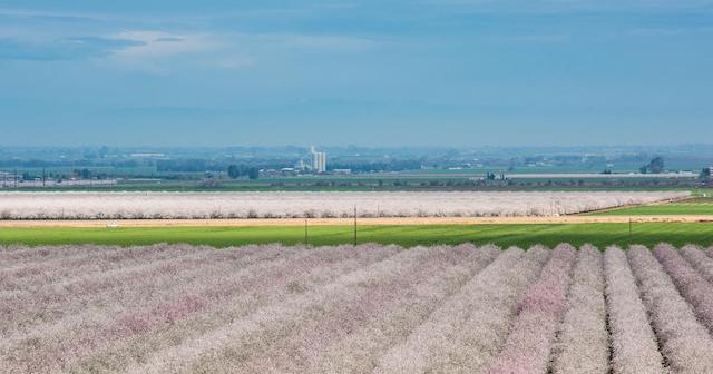 Almond Orchard in California