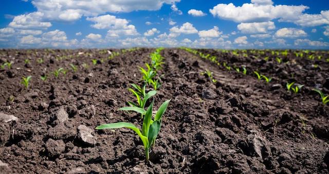 Emerging Corn Crop