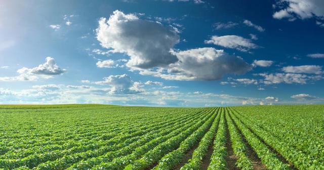 green soy field rows blue sky