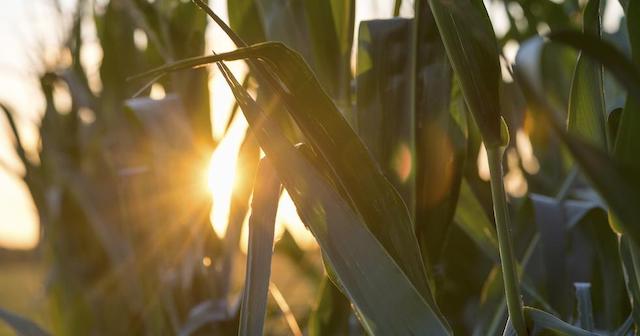 Sun and corn crop