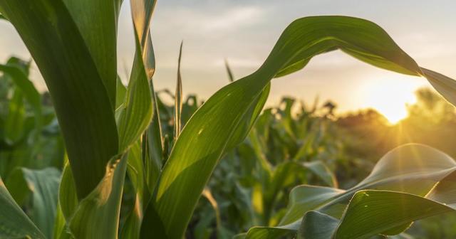 Corn crop