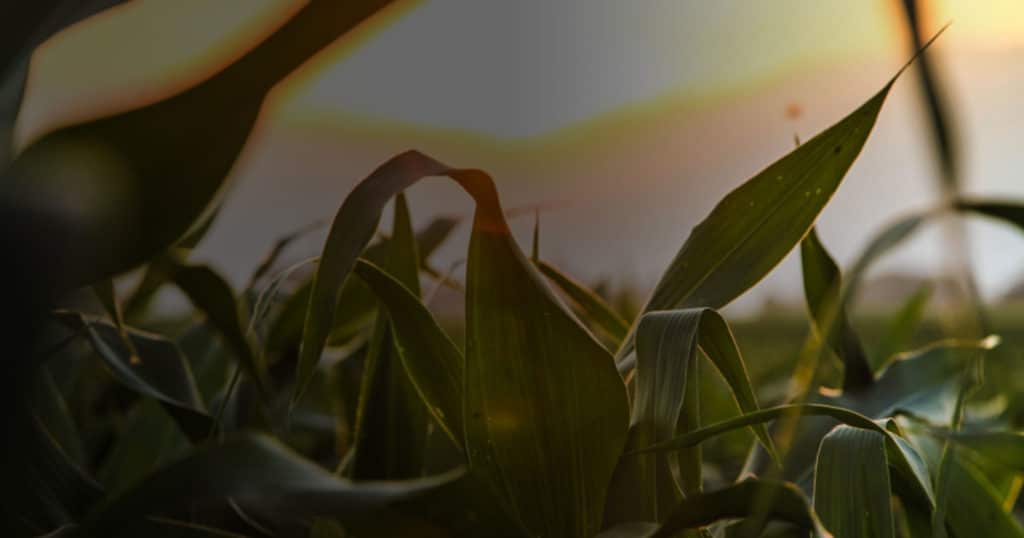 corn field close up sunrise