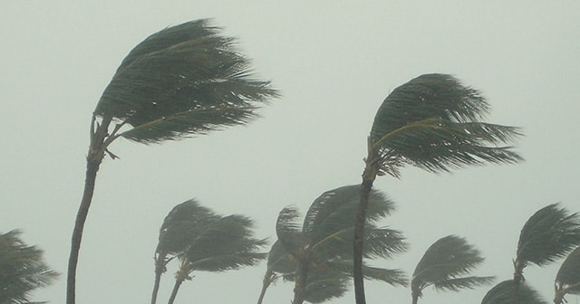 Palm Trees blowing in hurricane