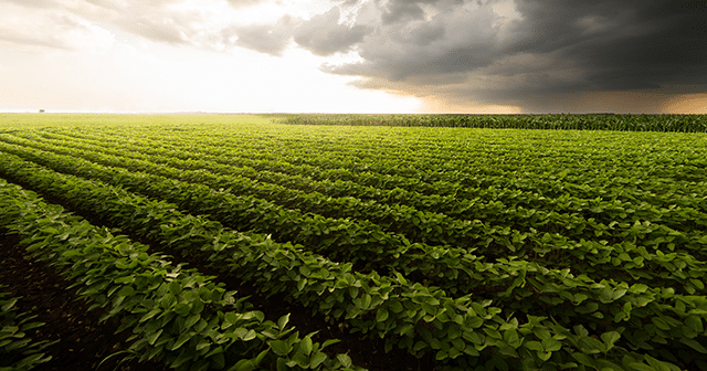 Soybean Field