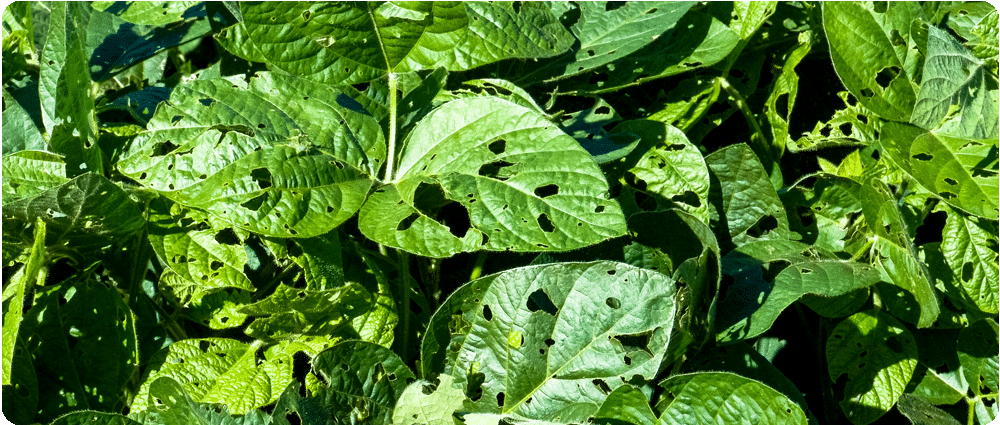 Pest infestation on soybean leaves