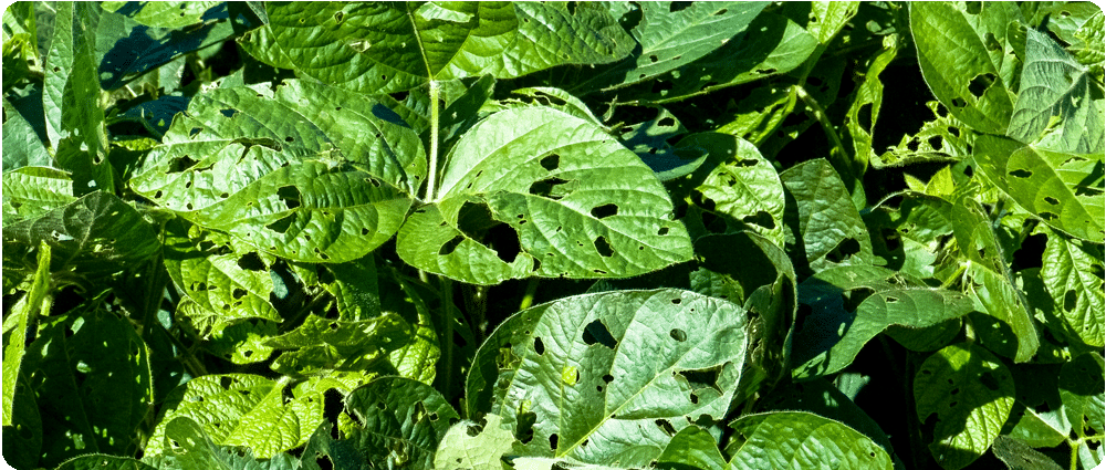 Soybean Pest Infestation