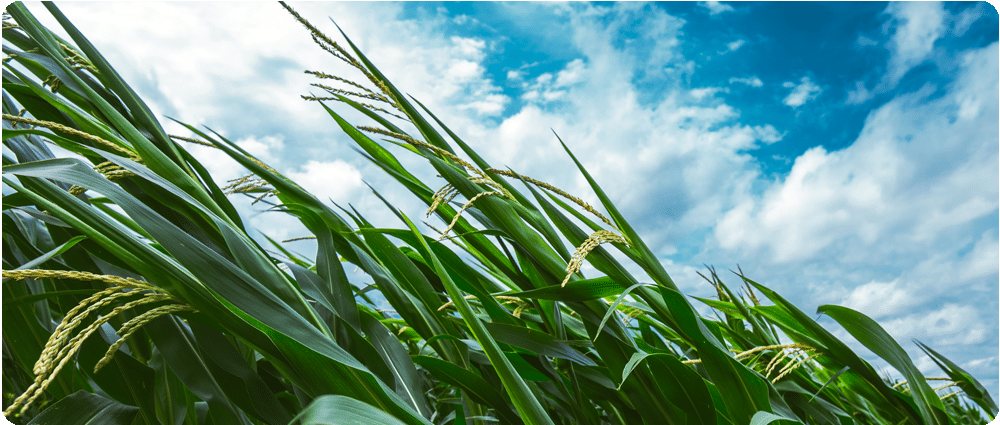 Corn blowing in strong winds