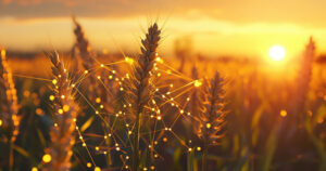 Network overlaying a golden wheat field at sunset, symbolizing predictive agriculture and future crop yield optimization