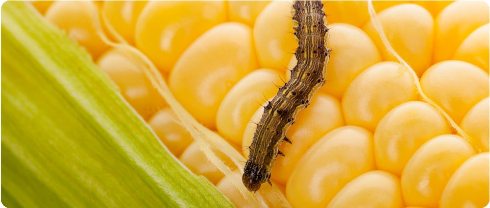 Earworm on Corn
