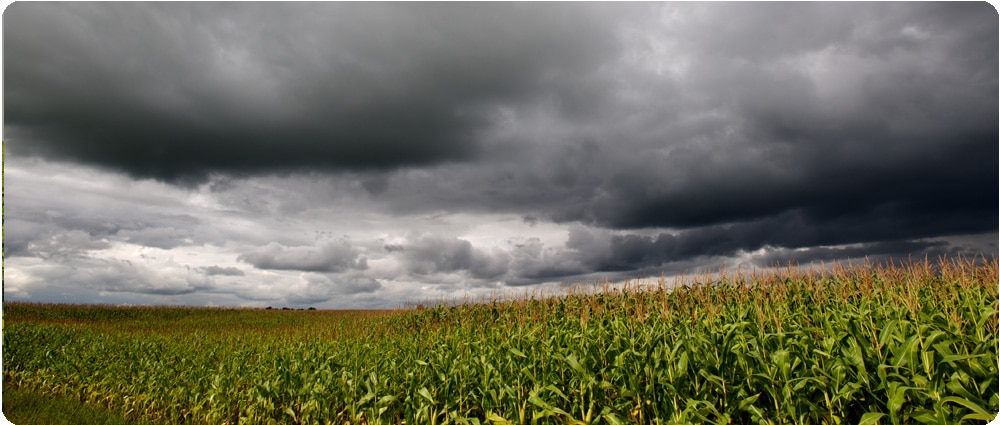 Storm over cornfield