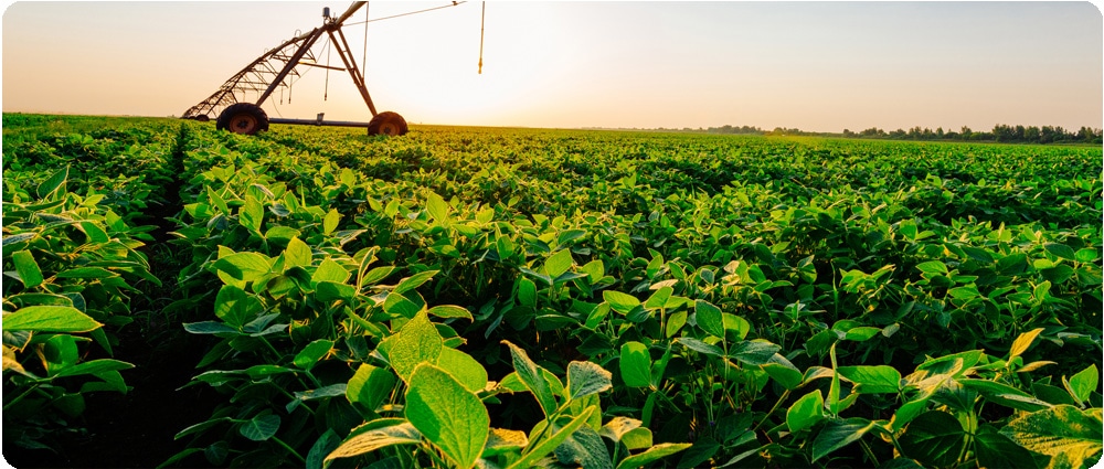 Irrigation system in soybean field