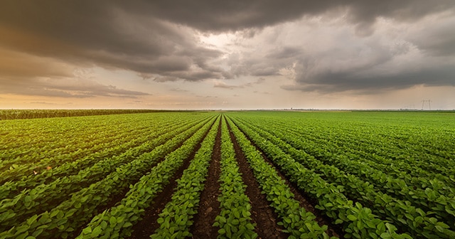 Blog Header Soybean Field