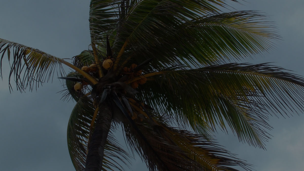 Video Background Blowing Palm Tree