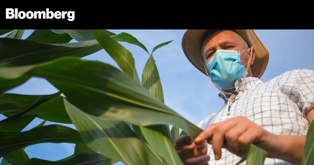 News Insights Farmer with Mask looking at corn